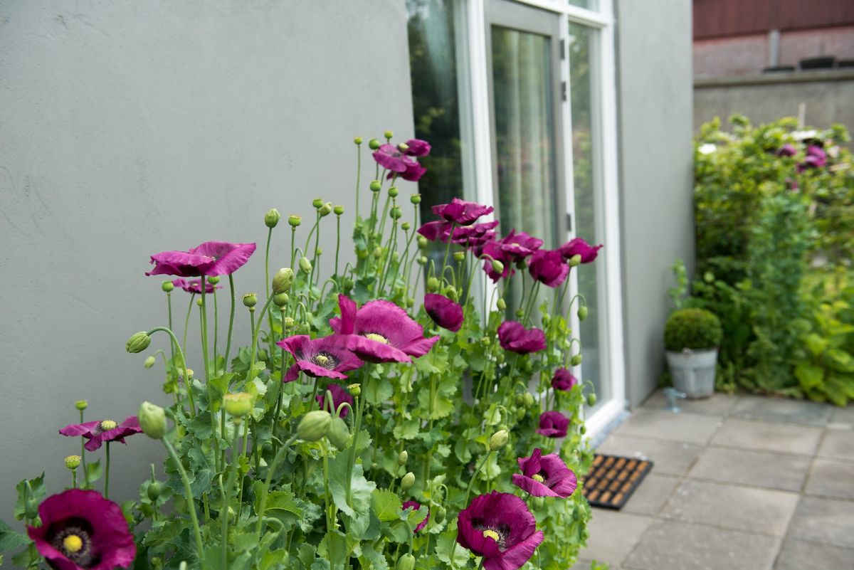 Paarse klaprozen langs de buitenmuur van de boerenstal – Zeeuwshuisje vakantiewoning, Koudekerke