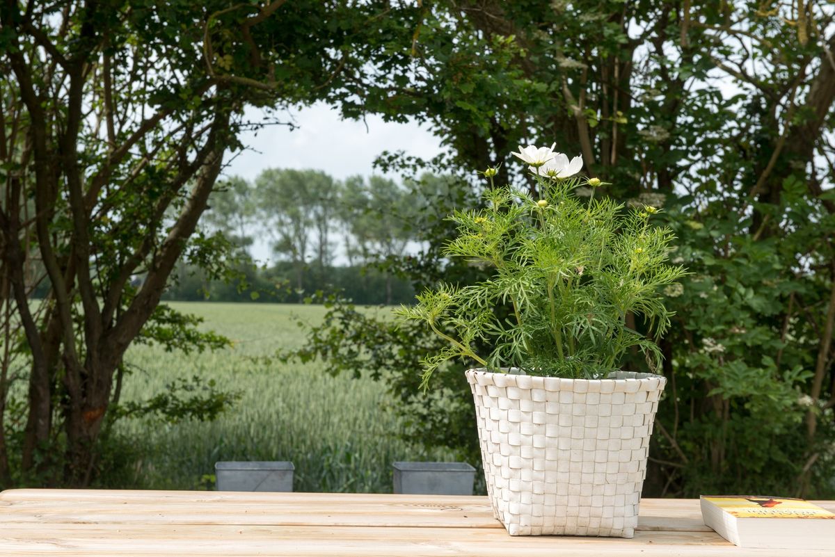 Doorkijkje naar het akkerland – Zeeuwshuisje vakantiewoning, Koudekerke